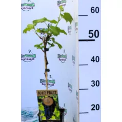 Piros csemegeszőlő Vitis vinifera Boskoop Glory P15
