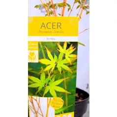 Japán juhar Acer palmatum Bi Hoo C3