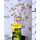 Japán juhar Acer palmatum Bi Hoo C3