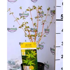 Japán juhar Acer palmatum Bi Hoo C3