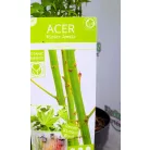 Japán juhar Acer palmatum Going Green C3