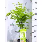 Japán juhar Acer palmatum Going Green C3