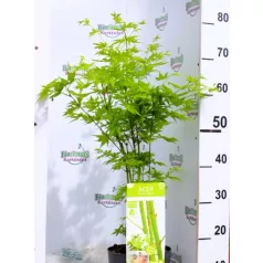 Japán juhar Acer palmatum Going Green C3