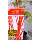 Japán juhar Acer palmatum Sangokaku C3