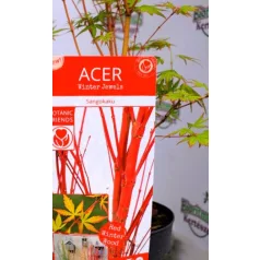 Japán juhar Acer palmatum Sangokaku C3