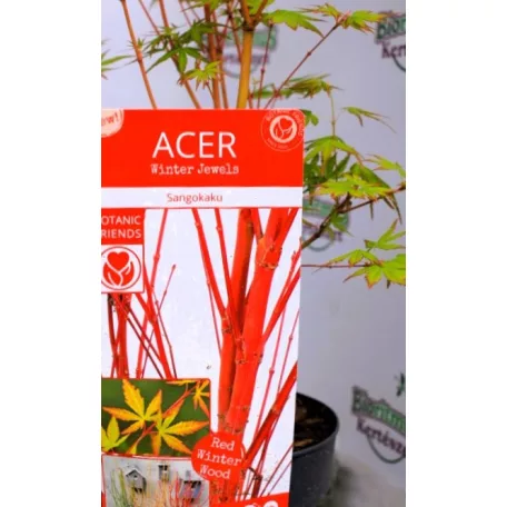 Japán juhar Acer palmatum Sangokaku C3