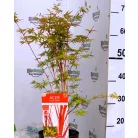 Japán juhar Acer palmatum Sangokaku C3