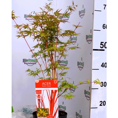 Japán juhar Acer palmatum Sangokaku C3