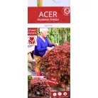 Japán juhar Acer palmatum Garnet C3
