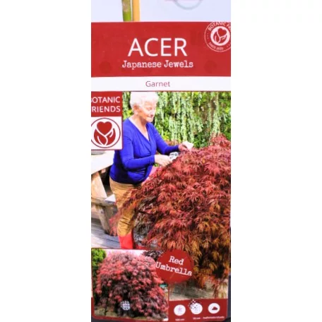 Japán juhar Acer palmatum Garnet C3