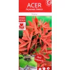 Japán juhar Acer palmatum Shaina C3