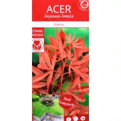 Japán juhar Acer palmatum Shaina C3