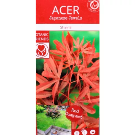 Japán juhar Acer palmatum Shaina C3