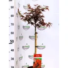 Japán juhar Acer palmatum Shaina C3