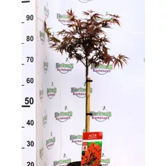 Japán juhar Acer palmatum Shaina C3