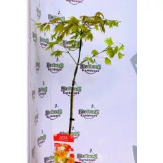 Japán juhar Acer palmatum Moonrise C3