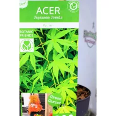 Japán juhar Acer palmatum Ryusen C3