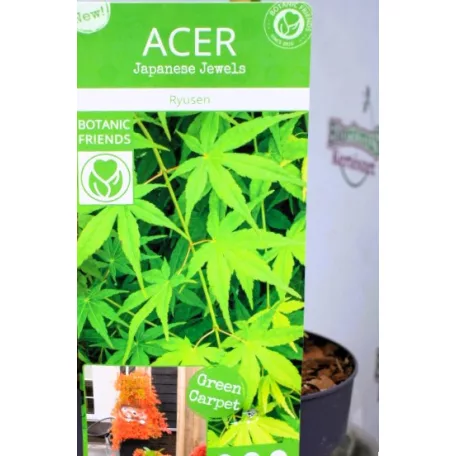 Japán juhar Acer palmatum Ryusen C3