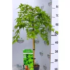 Japán juhar Acer palmatum Ryusen C3