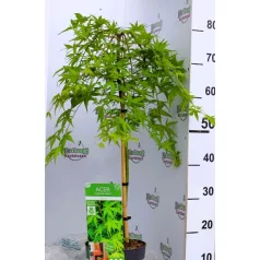 Japán juhar Acer palmatum Ryusen C3