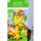 Japán juhar Acer palmatum Little Princess C3