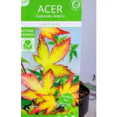 Japán juhar Acer palmatum Little Princess C3