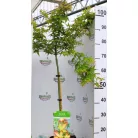 Japán juhar Acer palmatum Little Princess C3