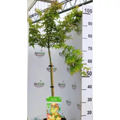 Japán juhar Acer palmatum Little Princess C3