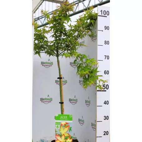 Japán juhar Acer palmatum Little Princess C3