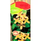 Hegyi iszalag Clematis montana Majorie C2