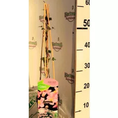 Hegyi iszalag Clematis montana Fragant Spring C2
