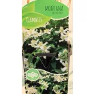 Hegyi iszalag Clematis var.Wilsonii C2