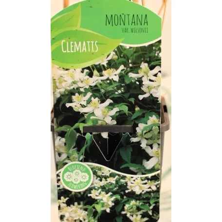 Hegyi iszalag Clematis var.Wilsonii C2
