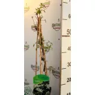 Hegyi iszalag Clematis var.Wilsonii C2