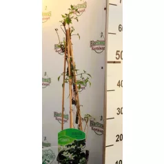 Hegyi iszalag Clematis var.Wilsonii C2
