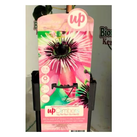 Golgotavirág, rózsaszín Passiflora caerulea Purple Haze P15