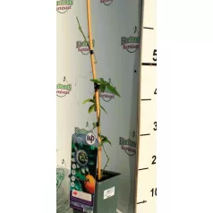Golgotavirág Passiflora caerulea P15 Termő