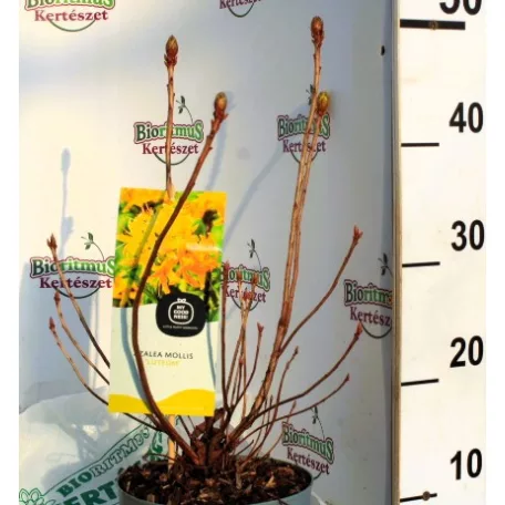 Azálea, lombhullató Azálea Azalea Luteum sárga C2