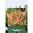 Törpe aranylombú hinoki hamisciprus Chamaecyparis obt.Kamarachiba C2,5