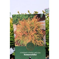   Törpe aranylombú hinoki hamisciprus Chamaecyparis obt.Kamarachiba C2,5