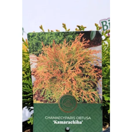 Törpe aranylombú hinoki hamisciprus Chamaecyparis obt.Kamarachiba C2,5