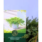 Közönséges terülő boróka Juniperus communis Green Carpet C2,5