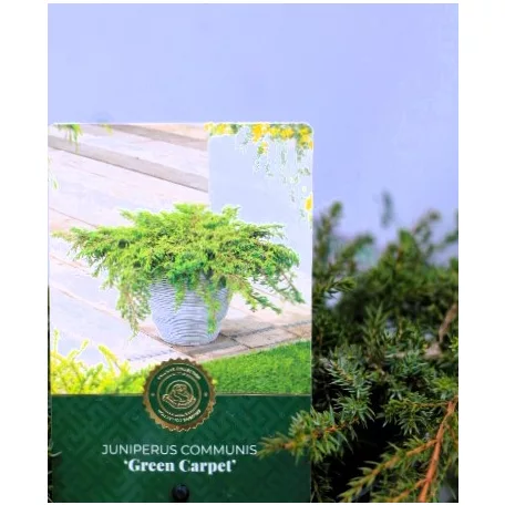 Közönséges terülő boróka Juniperus communis Green Carpet C2,5