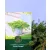 Közönséges terülő boróka Juniperus communis Green Carpet C2,5