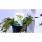 Közönséges terülő boróka Juniperus communis Green Carpet C2,5