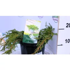   Közönséges terülő boróka Juniperus communis Green Carpet C2,5