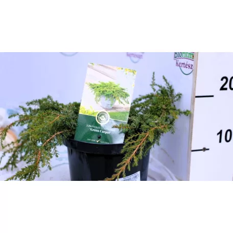 Közönséges terülő boróka Juniperus communis Green Carpet C2,5