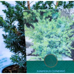 Kínai boróka, kúszó Juniperus chinensis Blue Alps C2,5