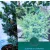 Kínai boróka, kúszó Juniperus chinensis Blue Alps C2,5