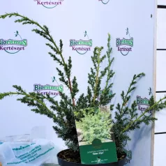 Kínai boróka, kúszó Juniperus chinensis Blue Alps C2,5
